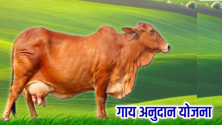 Cow rearing subsidy