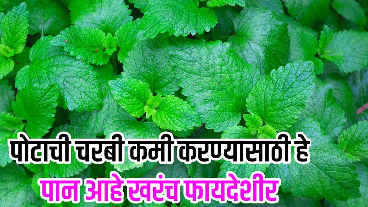 Importance of mint leaves