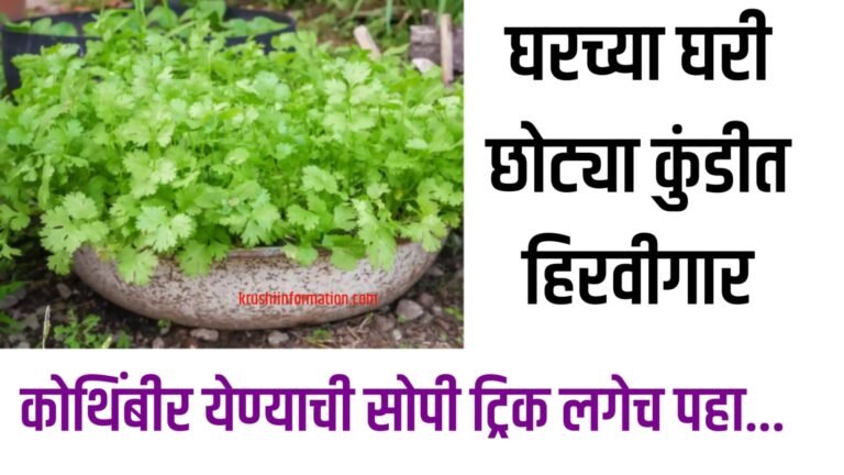 Cultivation of coriander